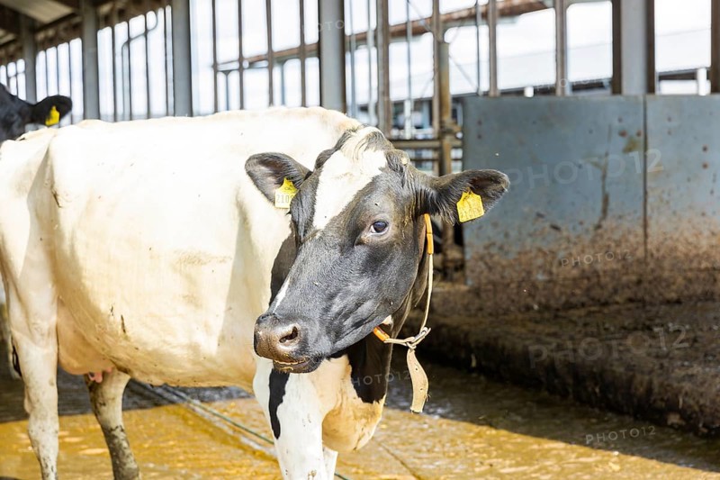 Federal Minister of Food and Agriculture, Cem Özdemir, visits Großdrebnitzer Agrarbetriebsges. mbH together with Saxony's Minister of Agriculture, Wolfram Günther