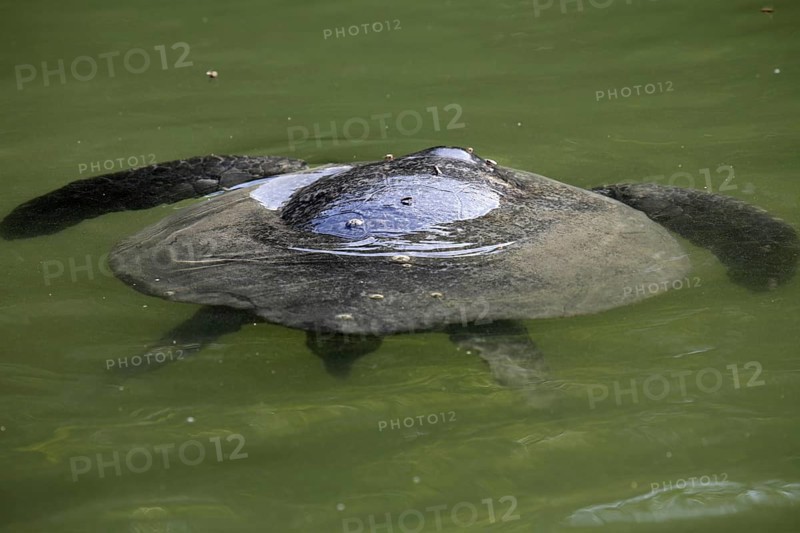 Galapagos green sea turtle (Chelonia mydas) swimming, Caleta Tortuga Negra, Santa Cruz Island, Galápagos Islands