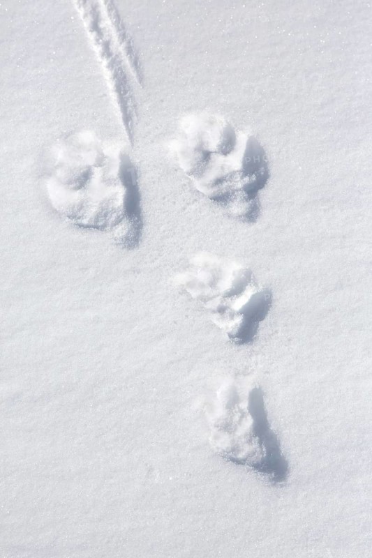 Close-up of footprints, tracks in the snow of mountain hare (Lepus timidus), Alpine hare, snow hare in winter
