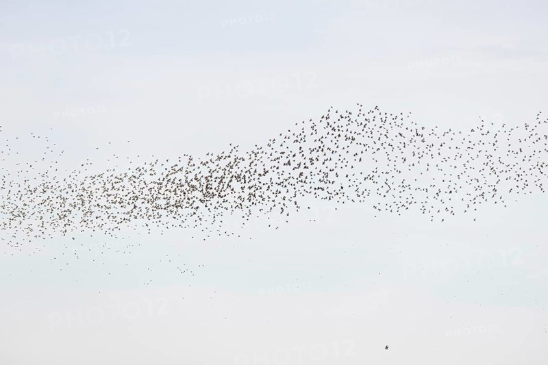 Common (Sturnus vulgaris) starlings fly together, in perfect symbiosis to protect themselves from enemies. Bas-Rhin, Collectivite europeenne d'Alsace, Grand Est, France, Europe