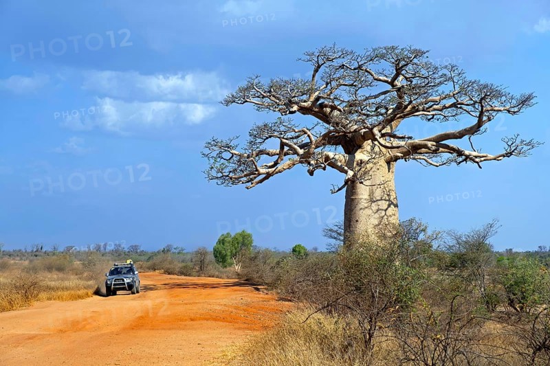 Off-road four-wheel drive vehicle with tourists driving on dirt road past Madagascar baobab (Adansonia madagascariensis), Atsimo-Andrefana, Madagascar, Africa