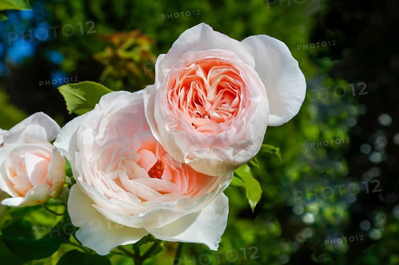 Roses (pink), flower, green foliage, perennials, flowers, lush double flowers, pink flowers, garden, bedding, Germany, Europe