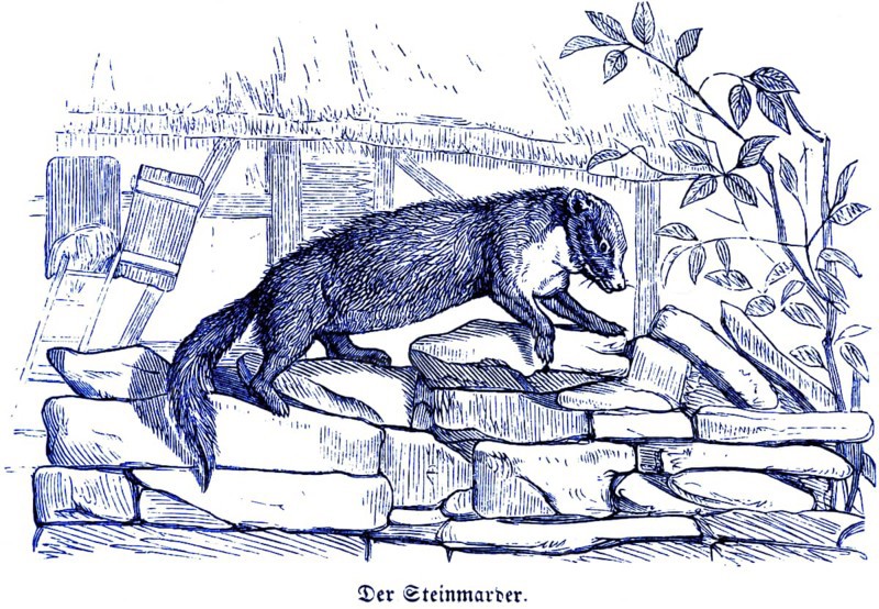 Stone marten, Hubertus hunting and hunting scenes, wild animals, an animal, wall, house, croft, plant, walking, long tail, historical illustration around 1860