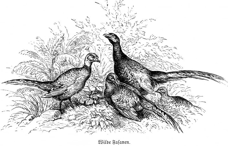 Three Wild Pheasants Wild pheasant, feathers, Hubertus hunting, hunting scenes, wildlife, nature, plumage, Germany, historical illustration c. 1860, Europe