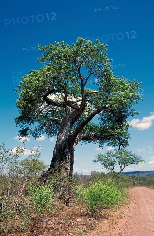 Baobab, Zambezi National Park (Adansonia digita), Zimbabwe, Africa