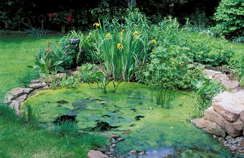 Garden ond with Green algae, Germany (Chlorophyta)