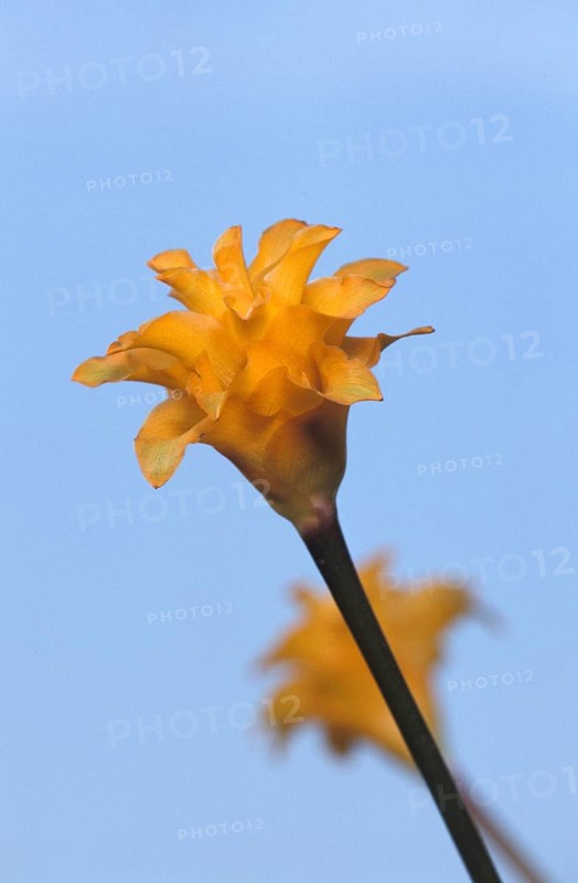 Calathea (Calathea crocata)