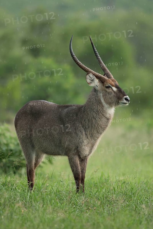 Waterbuck, male, Sabie Sand Game Reserve, South Africa (Kobus ellipsiprymnus ellipsiprymnus)