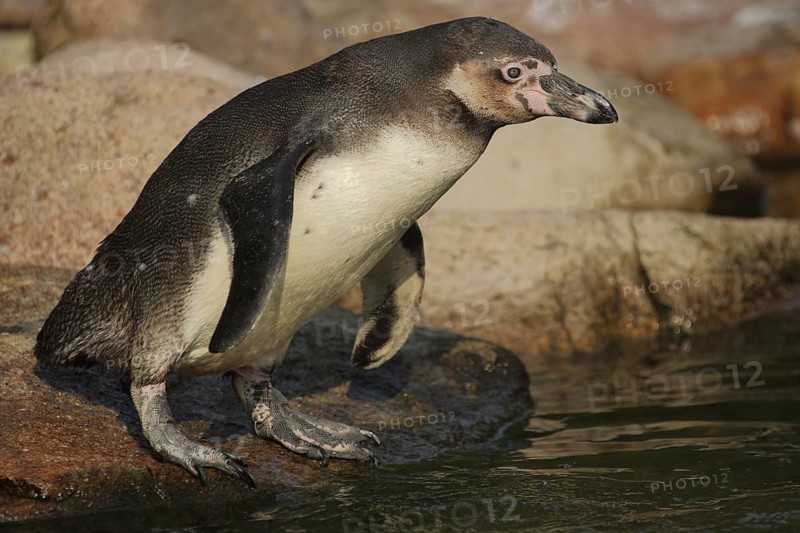 Humboldt penguin (Spheniscus humboldti), stand, portrait, spectacled penguins (Sphenisciformes), spectacled penguin, Spheniscus, penguins, penguin, Spheniscidae, bird, animal, vertebrate, captive