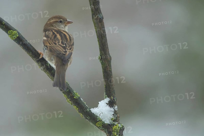 Female House Sparrow (Passer domesticus) on a branch with snow in winter in Bad Schönborn, Baden-Württemberg, Germany, Europe