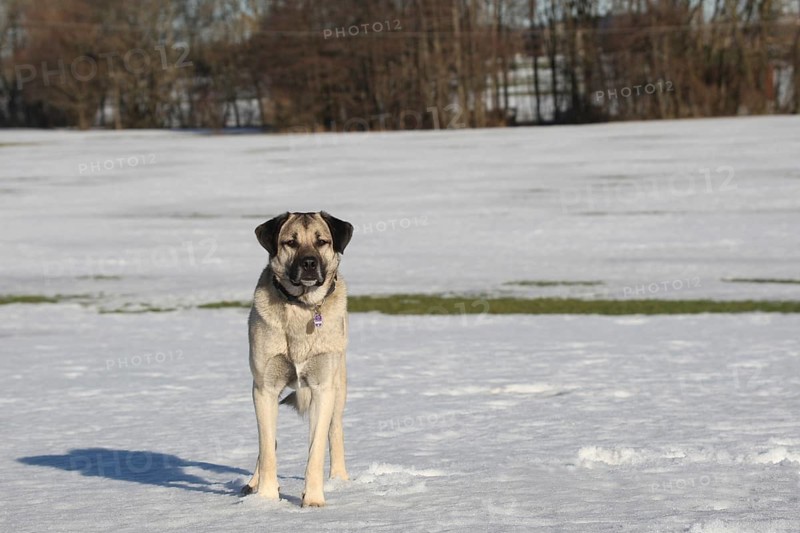 Kangal, Anatolian guard dog in the snow, Allgäu, Bavaria, Germany, Europe