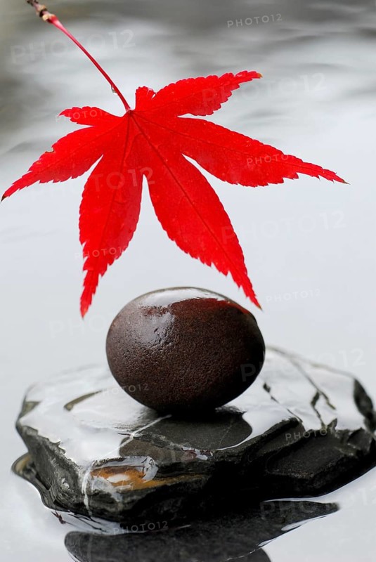Leaf and round stone, Downy Japanese Maple (Acer japonicum) sycamore