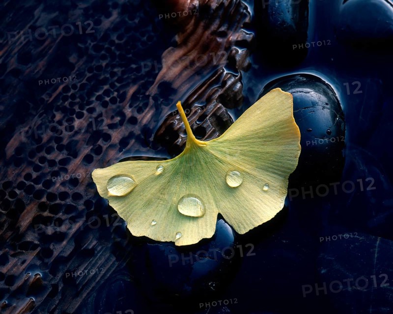 Water drops on leaf (Ginkgo biloba), Gingko
