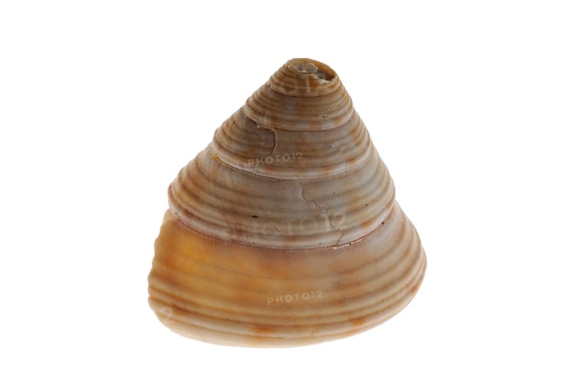 Gyroscope snail, Gyroscope snails, Other animals, Marine snails, Snails, Animals, Molluscs, Painted top shell (Calliostoma zizyphinum) on white background
