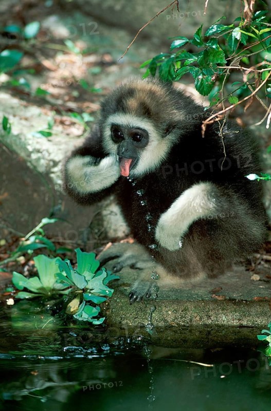 Young white-handed gibbon (Hylobates lar)