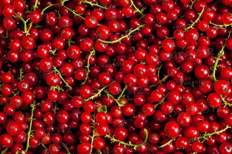 Redcurrant or red currant berries close up texture background