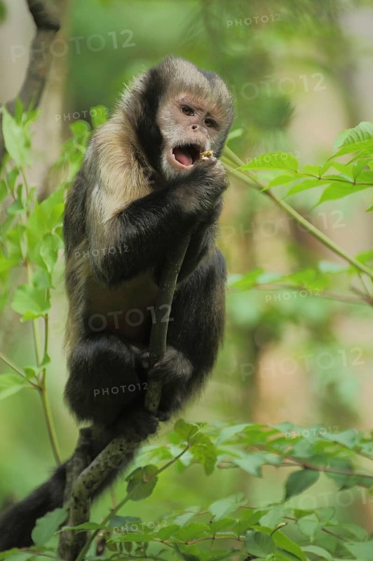 Golden-bellied capuchin (Cebus xanthosternos), adult, feeding, capuchins, capuchin monkey, Cebus, capuchin-like, capuchins, Anthropoidae, New World Monkeys (Platyrrhini), Cebidae, dry-nosed monkeys, monkey, primates, primate, gentleman animals, monkeys, dry-nosed monkey, primates, Haplorhini, mammals (Mammalia), animal, vertebrate, captive