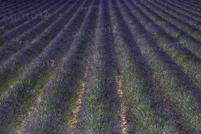 Lavender field, flowering true lavender (Lavandula angustifolia), near Puimoisson, Plateau de Valensole, Provence, Provence-Alpes-Cote d Azur, Southern France, France, Europe