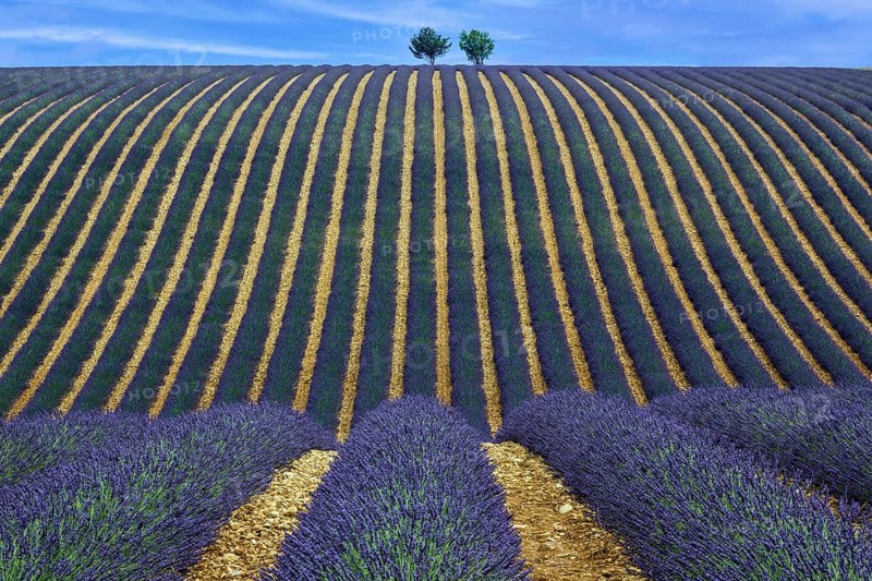 Two trees in an undulating lavender field, flowering true lavender (Lavandula angustifolia), D56, between Valensole and Puimoisson, Plateau de Valensole, Provence, Provence-Alpes-Cote d Azur, South of France, France, Europe