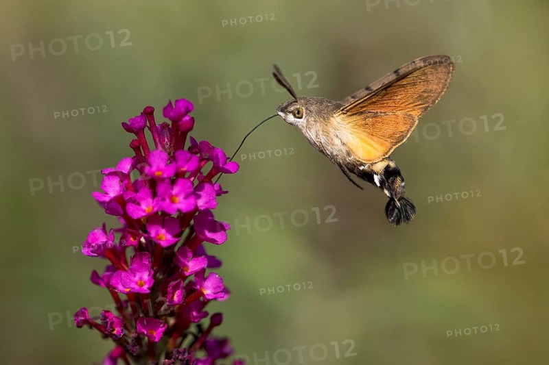 Hummingbird hawk-moth (Macroglossum stellatarum), flying, sucking nectar on flower of butterfly-bush (Buddleja davidii), Hesse, Germany, Europe