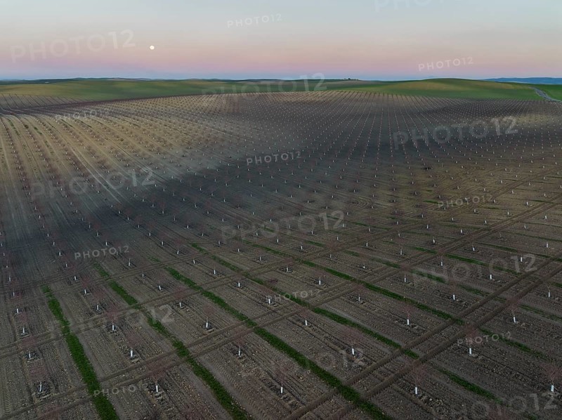 Cultivated young Almond Trees (Prunus dulcis) in the Campiña Cordobesa, the fertile rural area south of the town of Córdoba, at dusk with full moon, aerial view, drone shot, Córdoba province, Andalusia, Spain, Europe