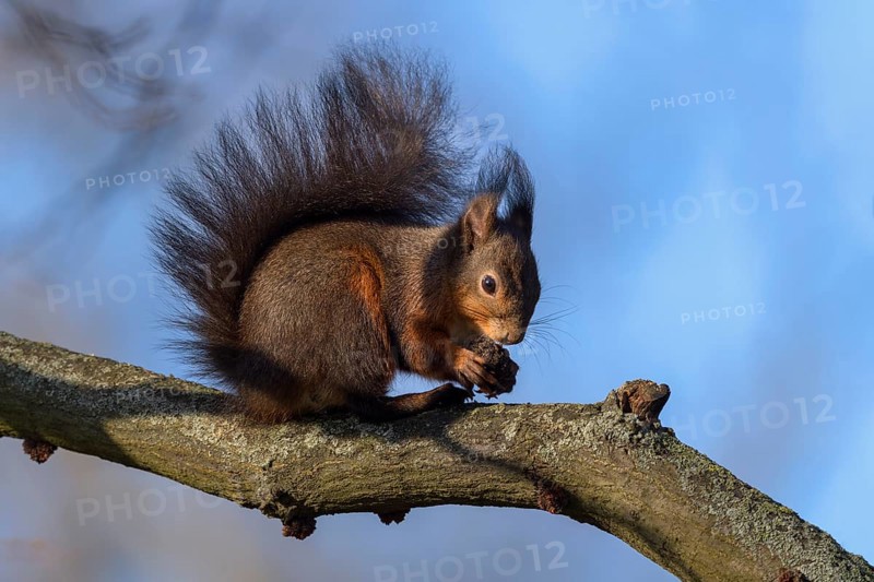 Eurasian red squirrel (Sciurus vulgaris), sitting on branch and gnawing on a nut, blue sky, Rosensteinpark, Stuttgart, Baden-Württemberg, Germany, Europe