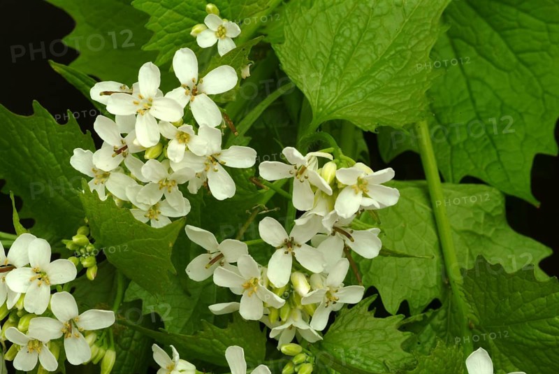 Garlic rue, garlic rue, medicinal plant, seasoning plant, spice, herb, wild plant, medicinal use, Allaria officinalis, Alliaria comune