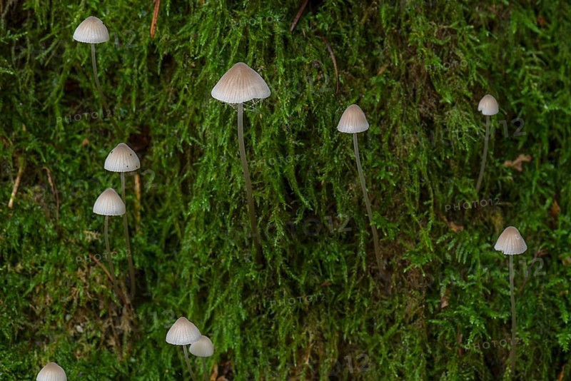 Bonnets (Mycena) in moss, mixed forest, Fanken, Bavaria, Germany, Europe