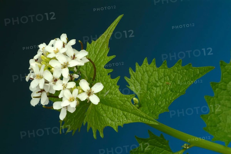 Garlic rue, garlic rue, medicinal plant, seasoning plant, spice, herb, wild plant, medicinal use, Allaria officinalis, Alliaria comune