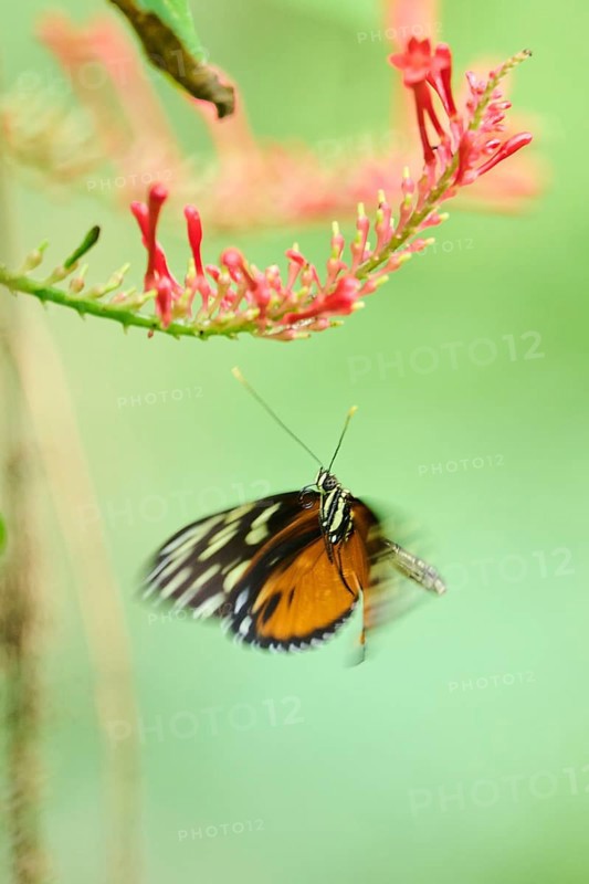 Tiger longwing (Heliconius hecale) on a blossom, captive, Germany, Europe