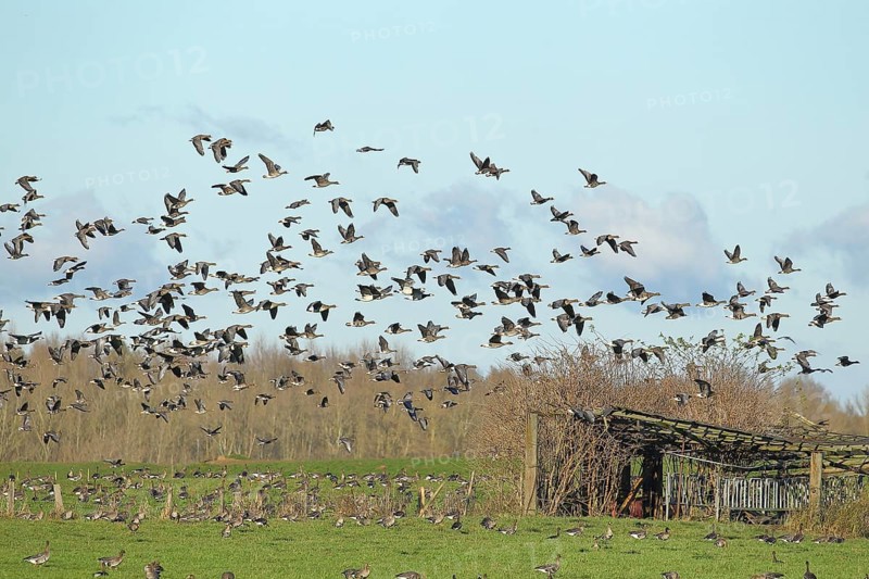 Greater white-fronted geese (Anser albifrons), flock landing on a pasture, Lower Rhine, Bieslicher Insel, North Rhine-Westphalia, Germany, Europe