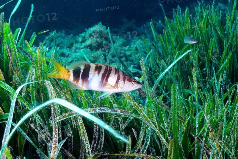 Painted comber (Serranus scriba) in the Mediterranean Sea near Hyères. Dive site Giens Peninsula, Côte dAzur, France, Europe