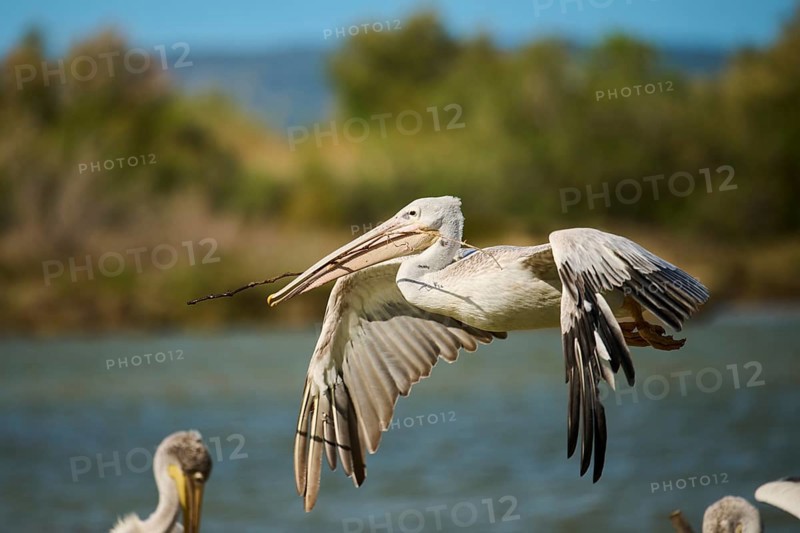 Great white pelican (Pelecanus onocrotalus) flying, France, Europe