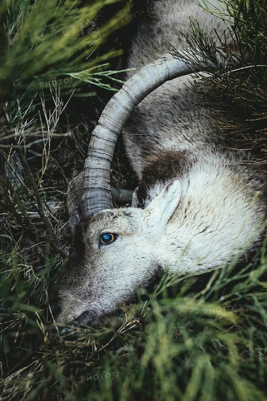 Hunted Iberian ibex, Gredos Ibex (Capra Pyrenaica Victoriae), Sierra de Gredos, Ávila, Castilla y León, Spain, Europe