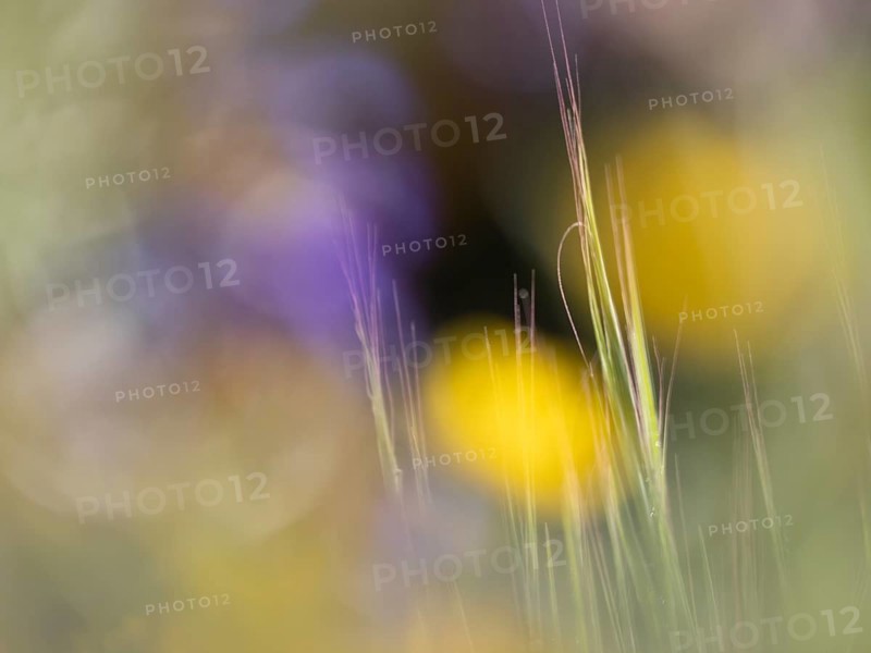 Photo art, depicted by blurred out of focus flowers of the rough hawksbeard (Crepis biennis), Extremadura, Spain, Europe