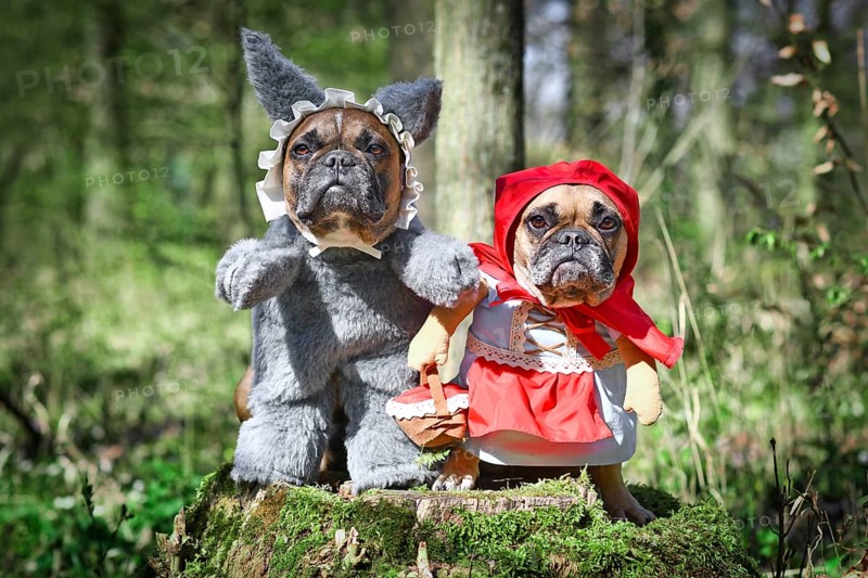 Pair of French Bulldog dogs dressed up as fairytale characters Little Red Riding Hood and Big Bad Wolf with full body costumes with fake arms sitting in forest