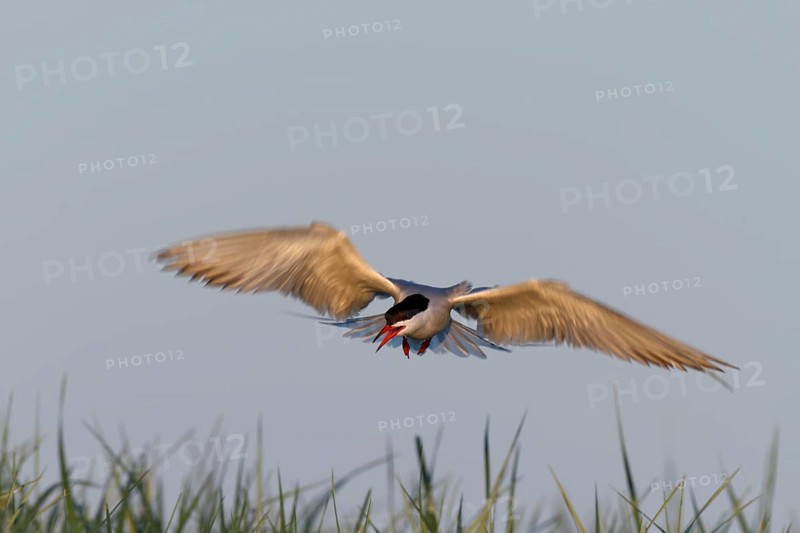 Common Tern (Sterna hirundo), flight study, animal in flight, Lower Saxon Wadden Sea National Park, East Frisian Islands, Lower Saxony, Germany, Europe