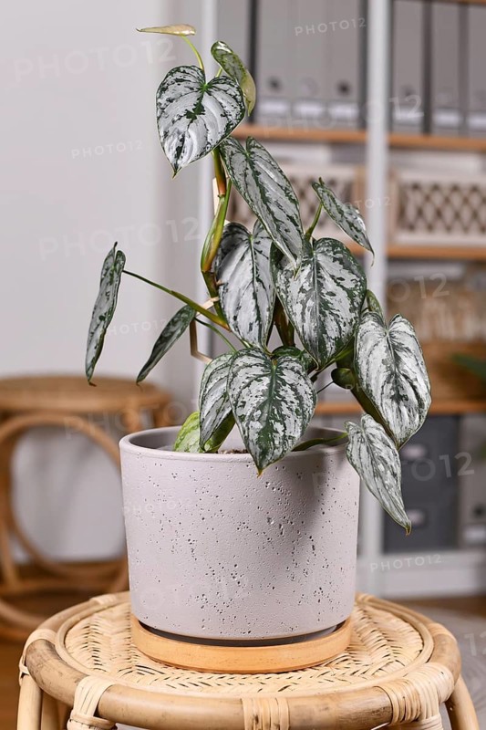 Tropical 'Philodendron Brandtianum' houseplant with silver pattern on leaves in flower pot on table in living room