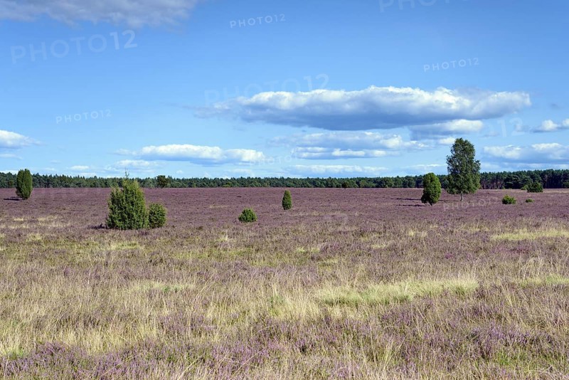 Heathland, extensive Oberoher Heide, common juniper (Juniperus communis) and flowering common heather (Calluna Vulgaris), blue cloudy sky, Südheide nature park Park, Lüneburger Heide, Lower Saxony, Germany, Europe