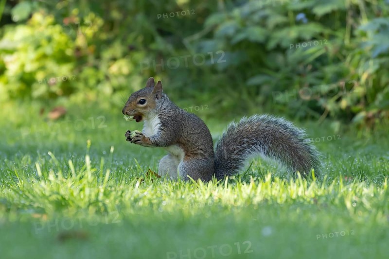 Grey squirrel (Sciurus carolinensis) adult animal feeding on a hazelnut on a garden lawn, Suffolk, England, United Kingdom, Europe