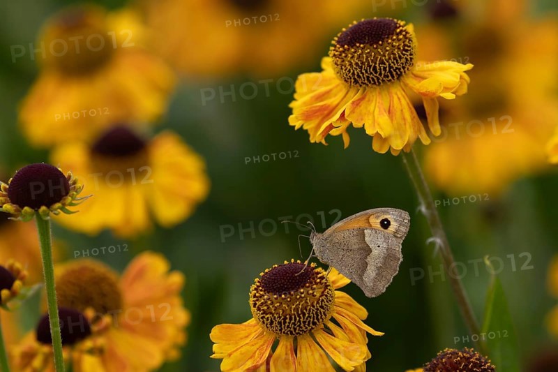 Meadow brown (Maniola jurtina) butterfly adult feeding on a garden Helenium flower, Norfolk, England, United Kingdom, Europe