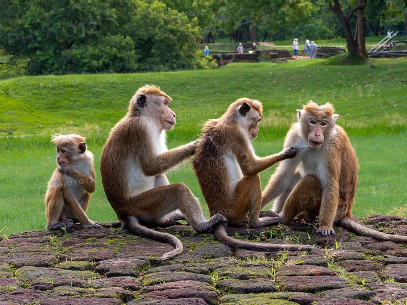 Toque macaques (Macaca sinica) group sitting together in a row, Sri Lanka, Asia