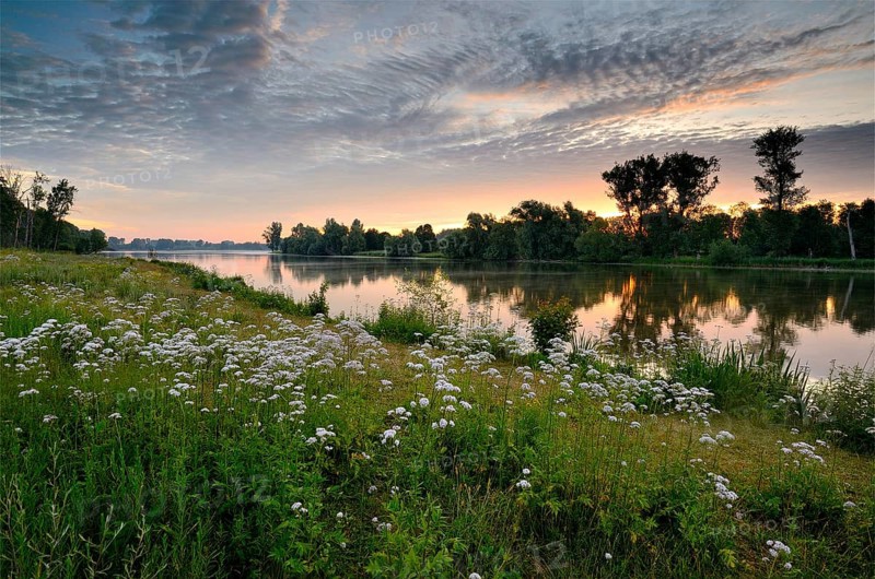 Morning glow on the Old Rhine with valerian (Valeriana officinalis) and deciduous trees, Xanten, Lower Rhine, North Rhine-Westphalia, Germany, Europe