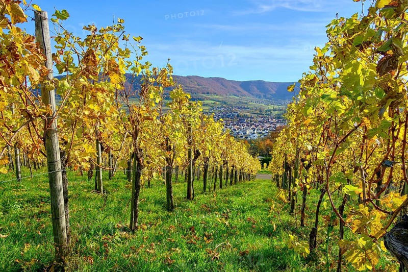 Autumn vineyard landscape on the Swabian Alb in the vineyards of Metzingen, Baden-Württemberg, Germany, Europe