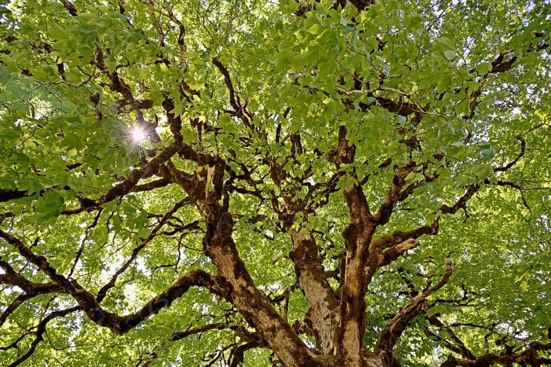 Sycamore maple (Acer pseudoplatanus), view into the tree crown with mossy branches and sunstar, Stillachtal near Oberstdorf, Allgäu Alps, Allgäu, Bavaria, Germany, Europe