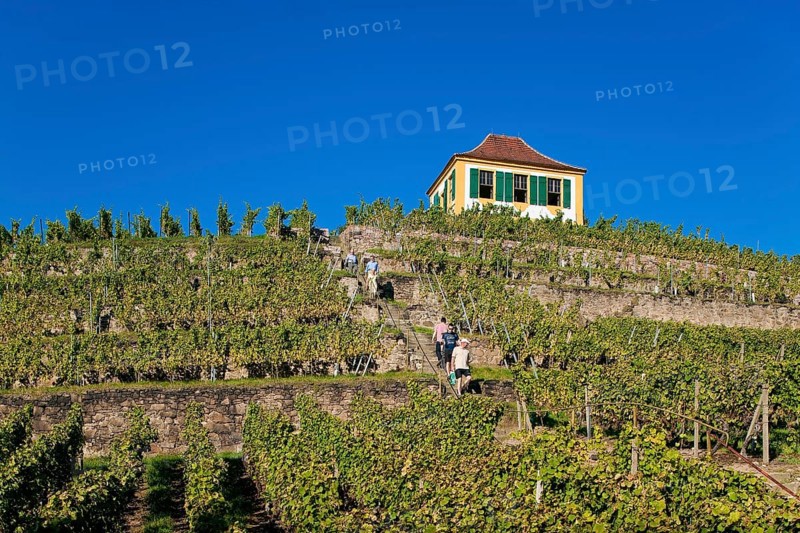 Diesbar Seußlitz vineyard