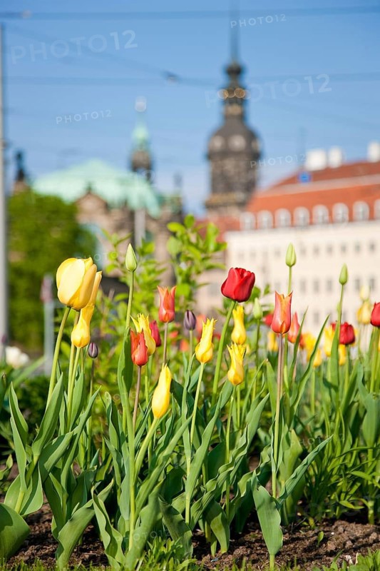 Thanks to the greening of Dresden's Postplatz, which was prompted by public protests, visitors can now also enjoy spring there