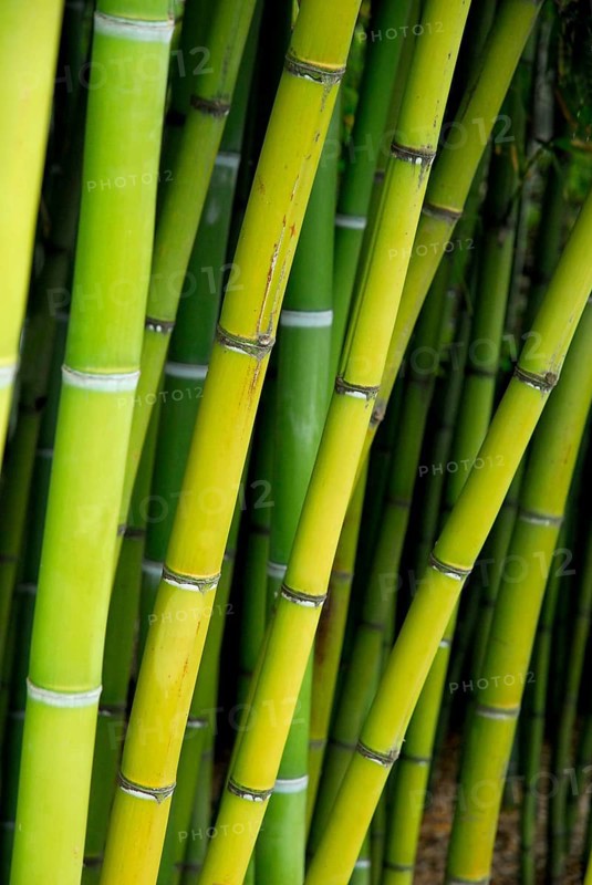 Bamboo, bamboo trunks, bamboo canes, bamboo stalks