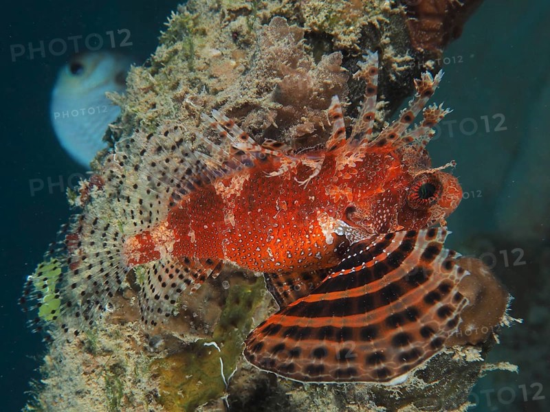 Red Sea Dwarf Lionfish (Dendrochirus hemprichi), Dive Site House Reef, Mangrove Bay, El Quesir, Egypt, Red Sea, Africa