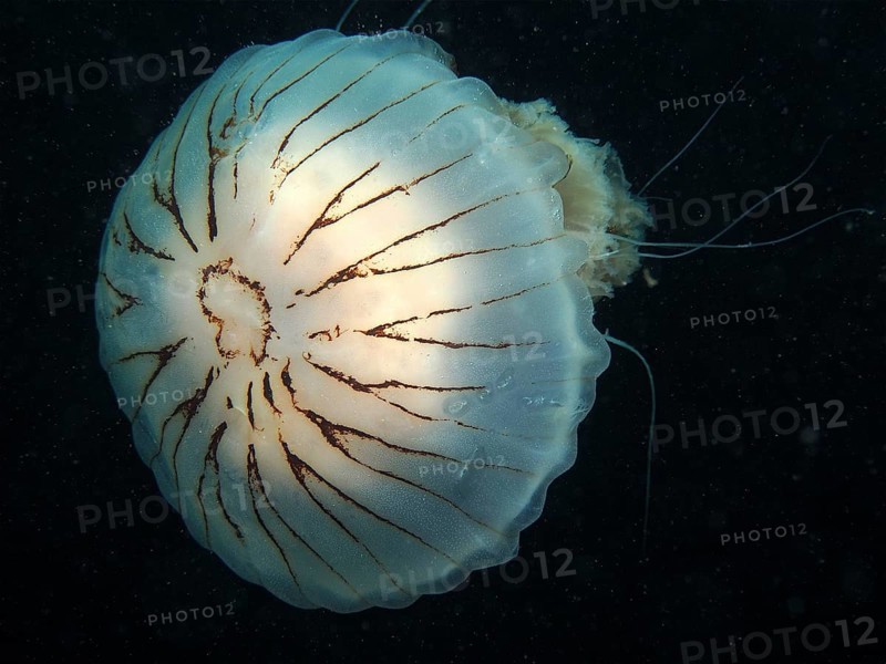 Compass jellyfish (Chrysaora hysoscella), dive site Renvyle, Co. Galway, Irish Sea, North Atlantic, Ireland, Europe